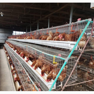 Poultry and Empowerment Cage Fabricator