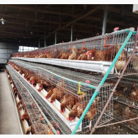 Poultry and Empowerment Cage Fabricator