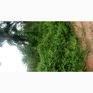 Prime Land at Upper Airport Road