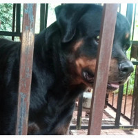 Pedigree Male for Stud Services