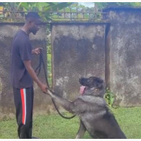 Dog Training