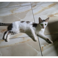 Female Cat with 3 Kittens - Purebred, 1+ Year Old