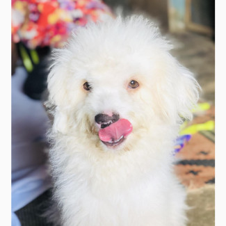 1+ year Male Purebred Bolognese