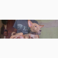 1-3 months Female Basenji Puppy - Mixed Breed
