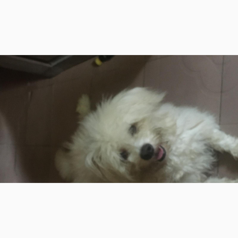 Фото 1/1. Male Purebred Lhasa Apso Puppy for Sale - 10 Months Old