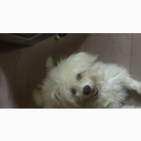 Male Purebred Lhasa Apso Puppy for Sale - 10 Months Old