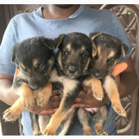 Male Purebred German Shepherd Puppies Available