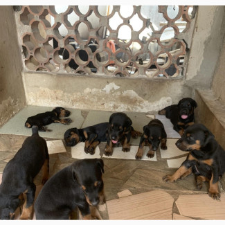 Doberman Pinscher Puppy for Sale