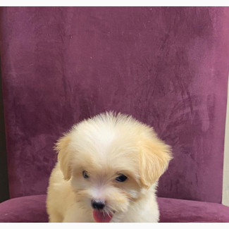 Purebred Female Lhasa Apso - 1-3 Months Old