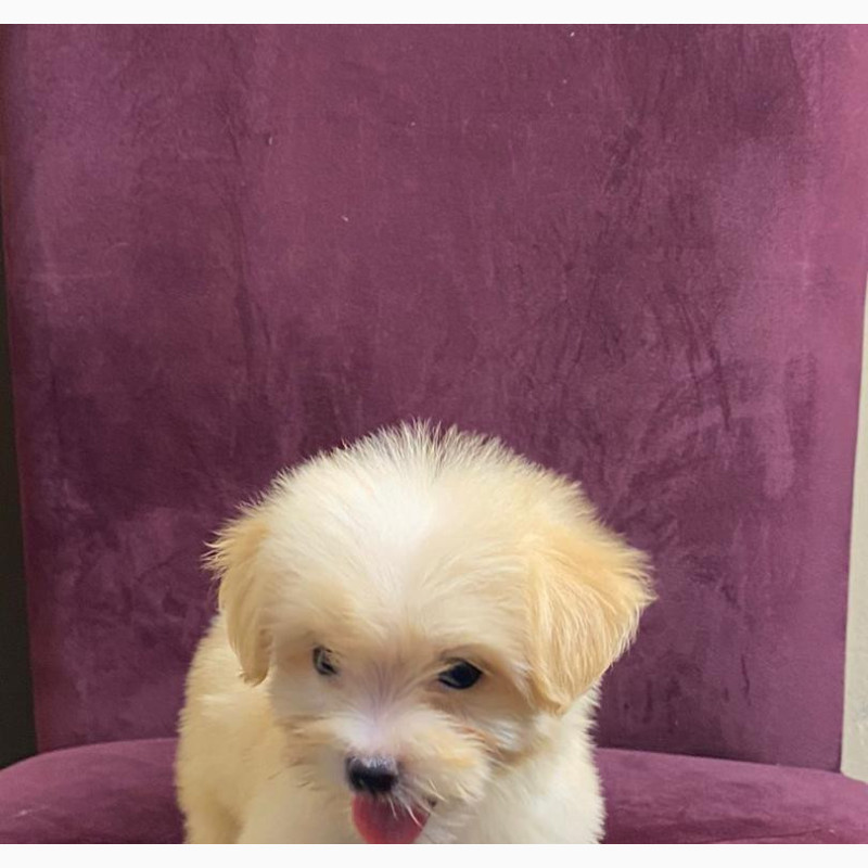 Фото 1/1. Purebred Female Lhasa Apso - 1-3 Months Old