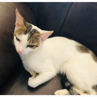 Male American Shorthair Kitten 6-12 months old