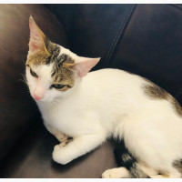 Male American Shorthair Kitten 6-12 months old