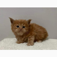 British Shorthair Kittens Available for Adoption