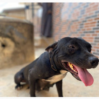 Female American Pit Bull Terrier Available for Adoption