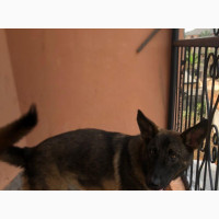 Male Purebred German Shepherd Available for Sale