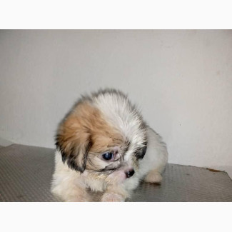 Lhasa Apso Puppy for Sale