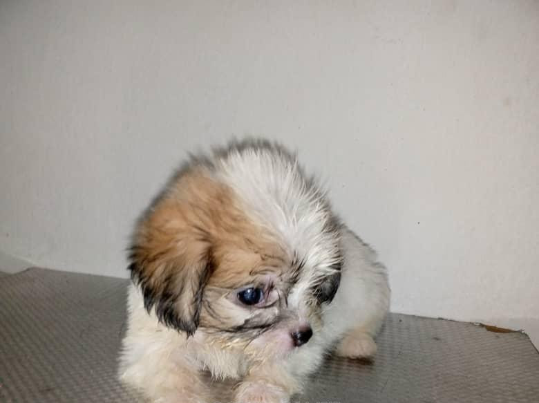 Фото 1/1. Lhasa Apso Puppy for Sale
