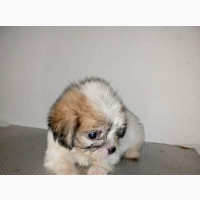 Lhasa Apso Puppy for Sale