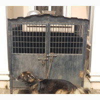 1+ year Male Mixed Breed German Shepherd