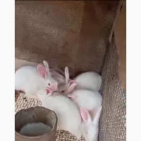 Rabbits of Different Age Groups, Like New Zealand White, Du