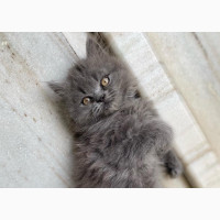 1-3 Month Female Purebred Persian
