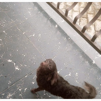 6-12 months Female Mixed Breed Poodle