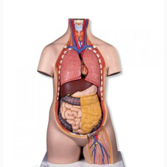 Heart Model