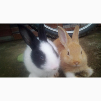 Bunnies and Kittens