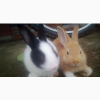 Bunnies and Kittens