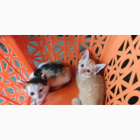 Bunnies and Kittens