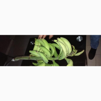 1 Big Bunch of Fresh Unripe Plantain at ₦3000