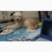 1+ year Female Mixed Breed Lhasa Apso