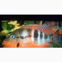 Fire Mouth Cichlid Fish - Beautiful and Vibrant