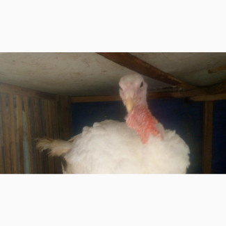Adult Male Turkeys