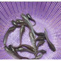 Fingerling and Juvenile Fish Available Now