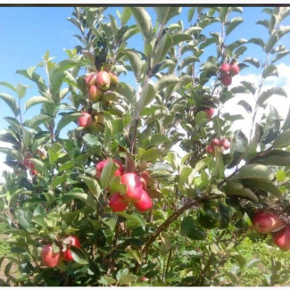 Grafted Imported Apple Trees