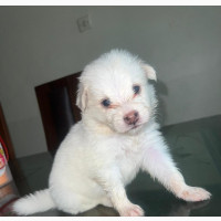 0-1 month Female Purebred Japanese Spitz