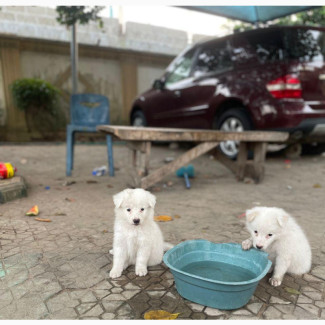 Female American Eskimo Puppy Available - Purebred, 1-3 Months Old