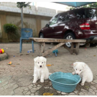 Female American Eskimo Puppy Available - Purebred, 1-3 Months Old