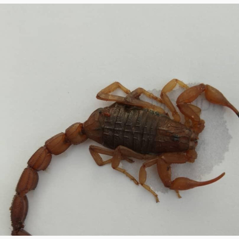 Фото 1/1. Adult Scorpions Available, Various Species Including Black Scorpions