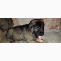 Female Caucasian Shepherd Puppy 1-3 Months Old