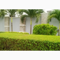 Green Duranta Hedge Plant for Your Landscape