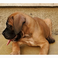 Male Purebred Boerboel Puppies Available in Abuja