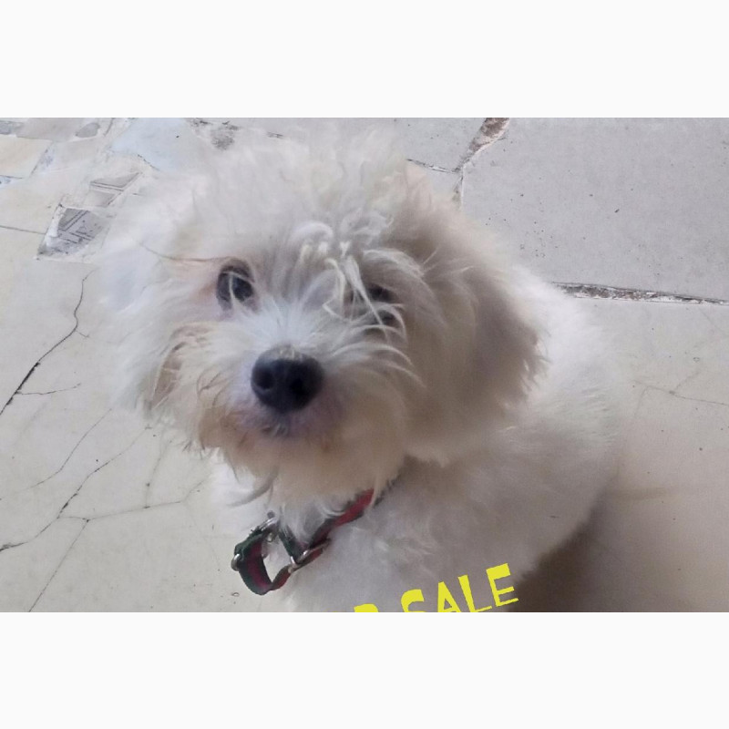 Фото 1/1. Lhasa Apso Purebred Male for Sale