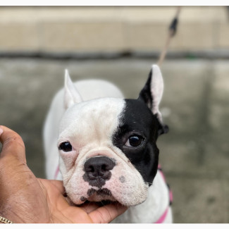 Female Purebred French Bulldog for Sale