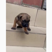 Male Purebred Boerboel - 1-3 months old