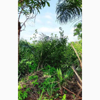 Semi Cash Crop Land for Farming