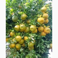 Budded Dwarf Improved Citrus Double Budded Citrus