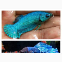 Siamese Fighting Fish