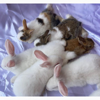 Lovely Rabbits Ready for New Home